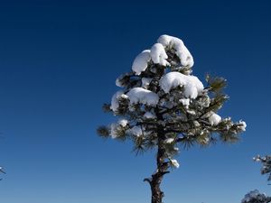 Preview wallpaper tree, snow, winter, forest, sky, nature