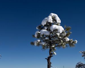 Preview wallpaper tree, snow, winter, forest, sky, nature