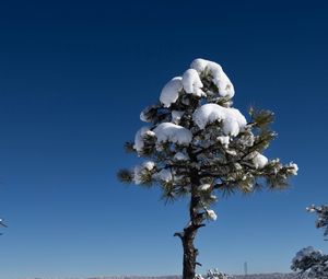 Preview wallpaper tree, snow, winter, forest, sky, nature