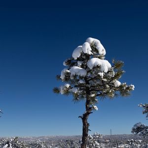 Preview wallpaper tree, snow, winter, forest, sky, nature