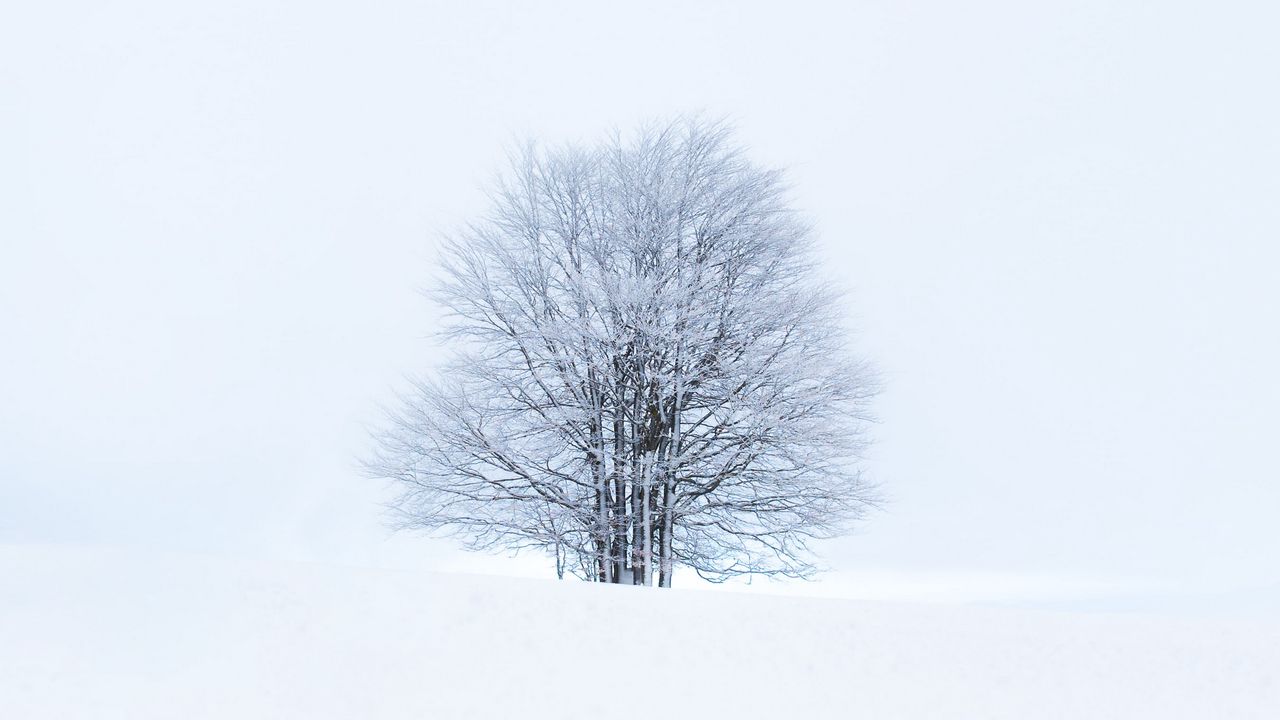 Wallpaper tree, snow, winter, minimalism, white