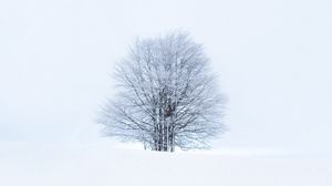 Preview wallpaper tree, snow, winter, minimalism, white