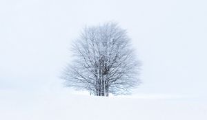 Preview wallpaper tree, snow, winter, minimalism, white