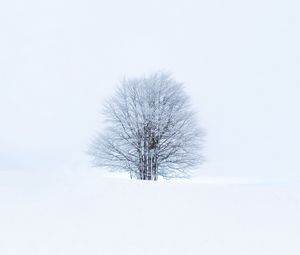 Preview wallpaper tree, snow, winter, minimalism, white