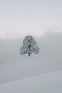 Preview wallpaper tree, snow, winter, nature, white