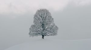 Preview wallpaper tree, snow, winter, nature, white