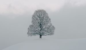 Preview wallpaper tree, snow, winter, nature, white