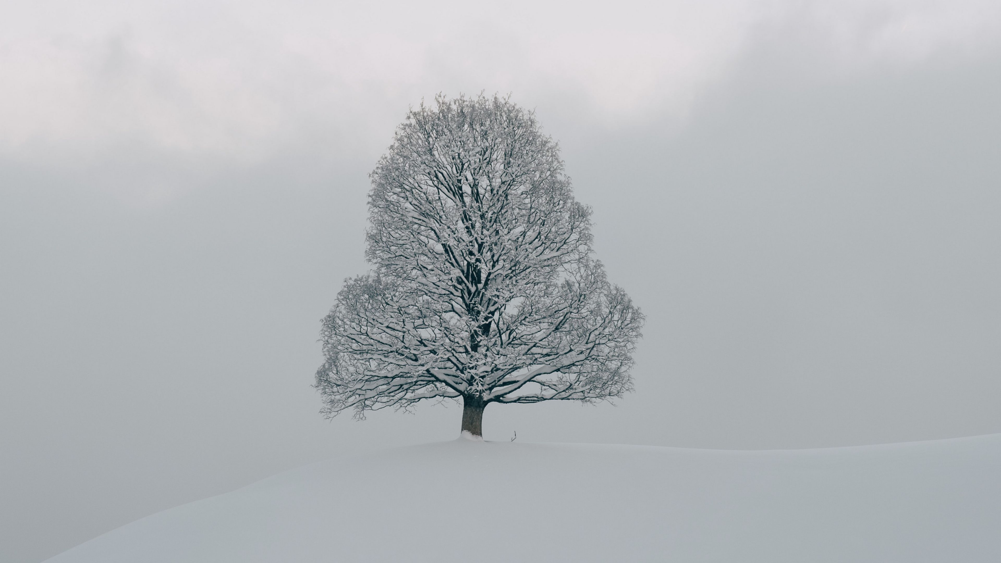 Download wallpaper 3840x2160 tree, snow, winter, nature, white 4k uhd