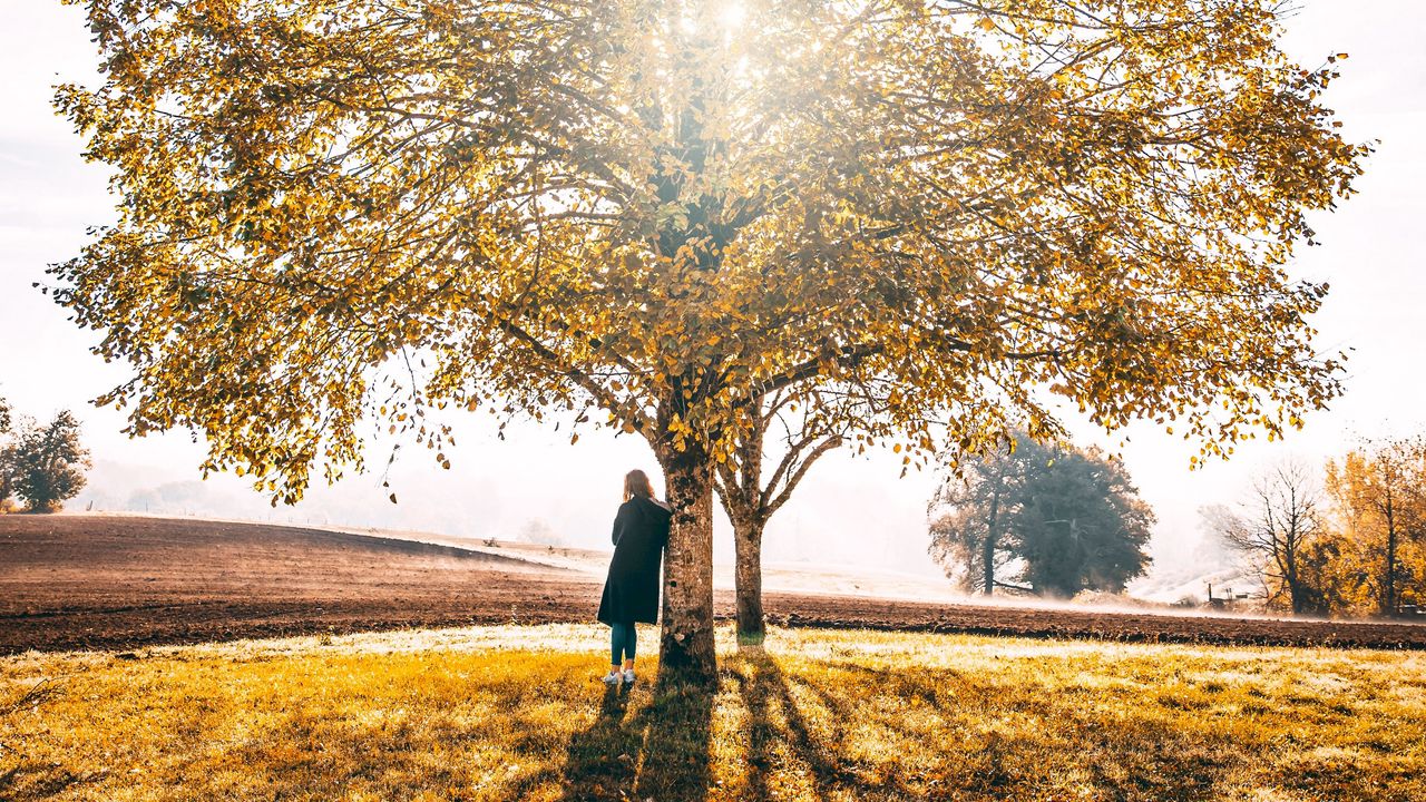 Wallpaper tree, solitude, sunlight, autumn, grass