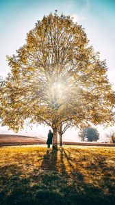 Preview wallpaper tree, solitude, sunlight, autumn, grass