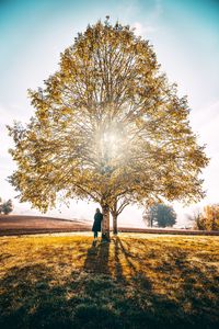 Preview wallpaper tree, solitude, sunlight, autumn, grass