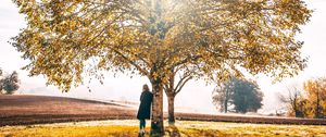 Preview wallpaper tree, solitude, sunlight, autumn, grass