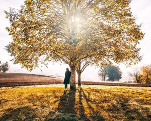 Preview wallpaper tree, solitude, sunlight, autumn, grass