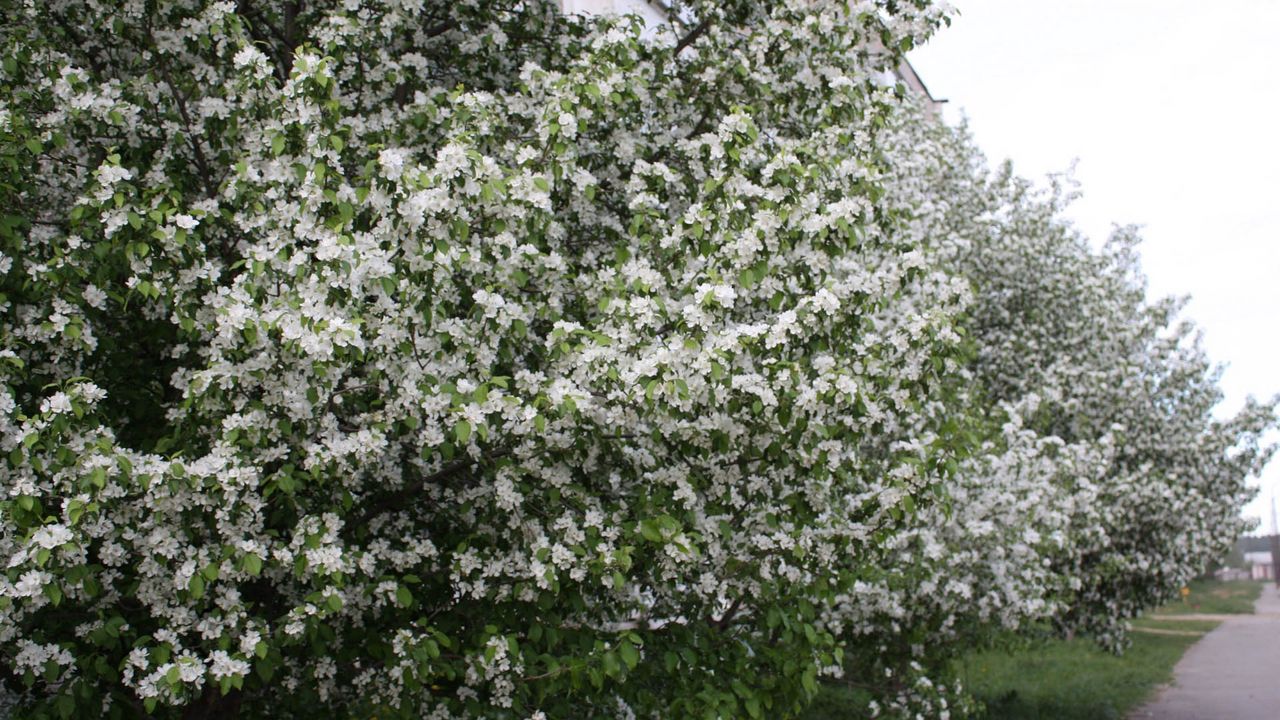 Wallpaper tree, spring, bloom