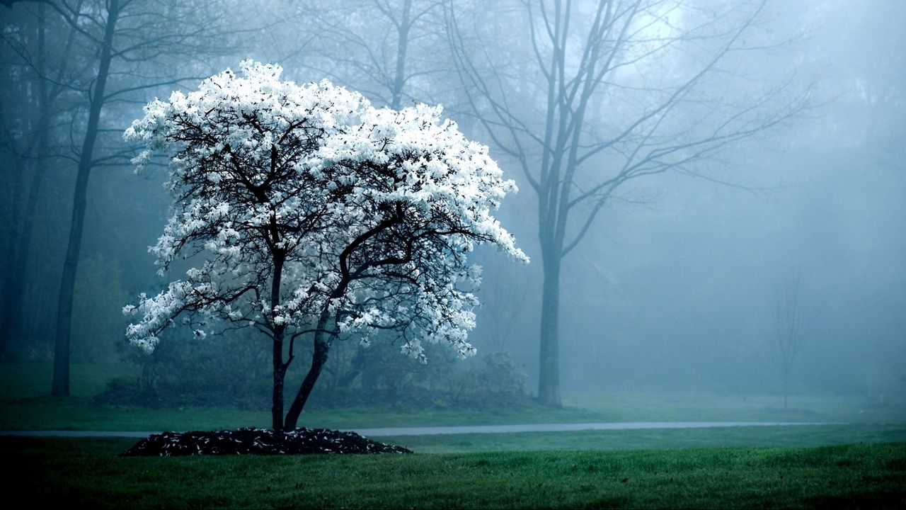 Wallpaper tree, spring, blossoming, fog