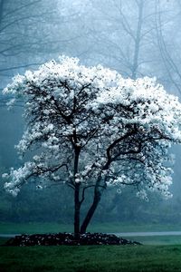 Preview wallpaper tree, spring, blossoming, fog