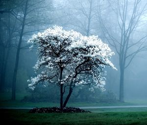 Preview wallpaper tree, spring, blossoming, fog