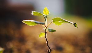 Preview wallpaper tree, sprout, plant, stem, leaves