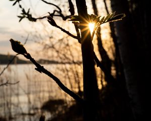 Preview wallpaper tree, sprouts, sun, rays, sunset, dark