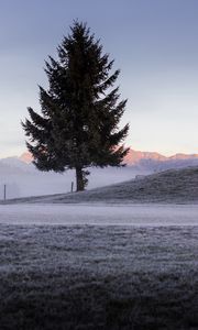 Preview wallpaper tree, spruce, mountains, frost, winter, nature