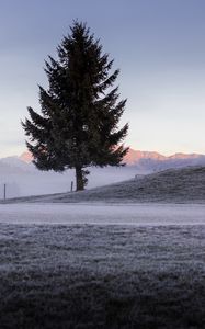 Preview wallpaper tree, spruce, mountains, frost, winter, nature