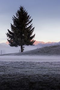 Preview wallpaper tree, spruce, mountains, frost, winter, nature