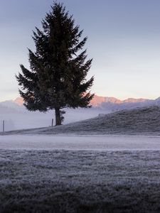 Preview wallpaper tree, spruce, mountains, frost, winter, nature