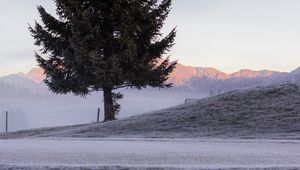 Preview wallpaper tree, spruce, mountains, frost, winter, nature