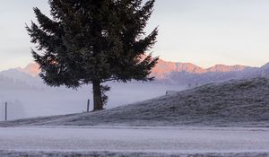 Preview wallpaper tree, spruce, mountains, frost, winter, nature