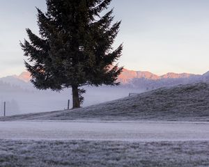 Preview wallpaper tree, spruce, mountains, frost, winter, nature