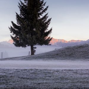 Preview wallpaper tree, spruce, mountains, frost, winter, nature