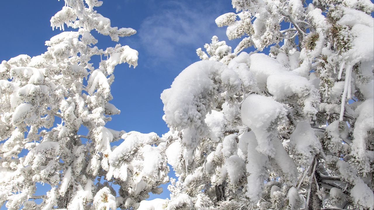 Wallpaper tree, spruce, snow, winter, nature, white