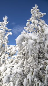 Preview wallpaper tree, spruce, snow, winter, nature, white