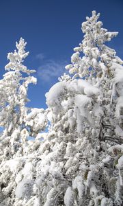 Preview wallpaper tree, spruce, snow, winter, nature, white