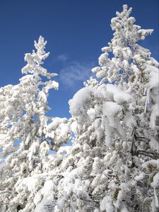 Preview wallpaper tree, spruce, snow, winter, nature, white
