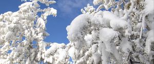 Preview wallpaper tree, spruce, snow, winter, nature, white