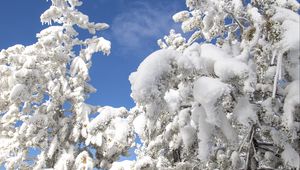 Preview wallpaper tree, spruce, snow, winter, nature, white