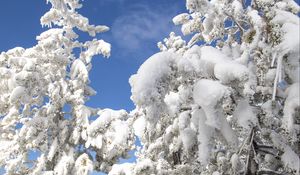 Preview wallpaper tree, spruce, snow, winter, nature, white