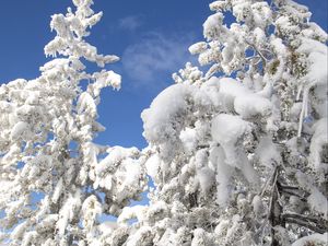 Preview wallpaper tree, spruce, snow, winter, nature, white