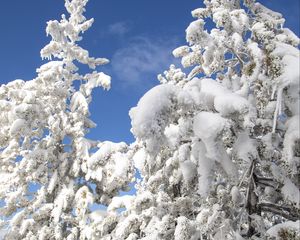 Preview wallpaper tree, spruce, snow, winter, nature, white