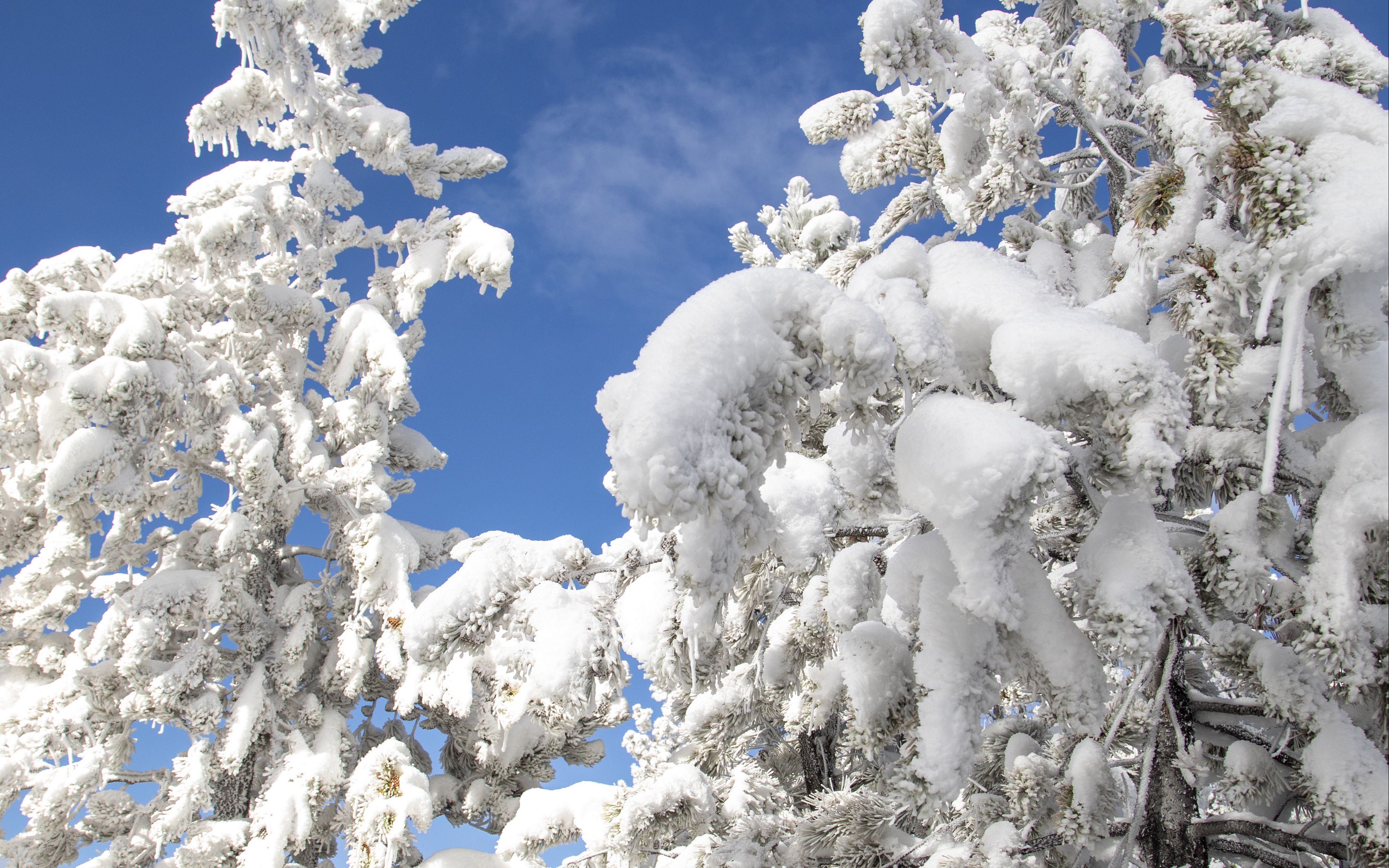 Download wallpaper 3840x2400 tree, spruce, snow, winter, nature, white