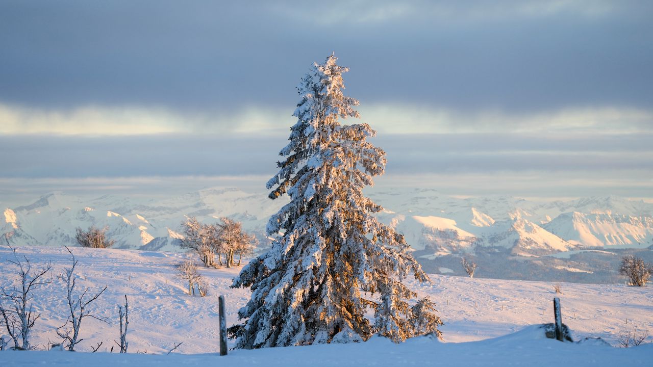 Wallpaper tree, spruce, snow, winter