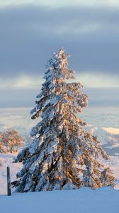 Preview wallpaper tree, spruce, snow, winter