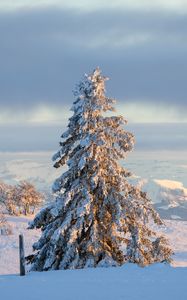 Preview wallpaper tree, spruce, snow, winter