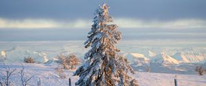 Preview wallpaper tree, spruce, snow, winter