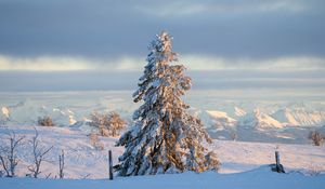 Preview wallpaper tree, spruce, snow, winter
