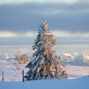 Preview wallpaper tree, spruce, snow, winter