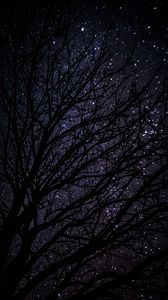 Preview wallpaper tree, starry sky, dark, night