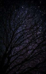 Preview wallpaper tree, starry sky, dark, night