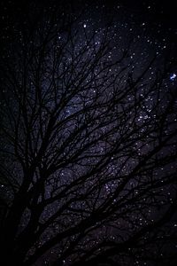 Preview wallpaper tree, starry sky, dark, night